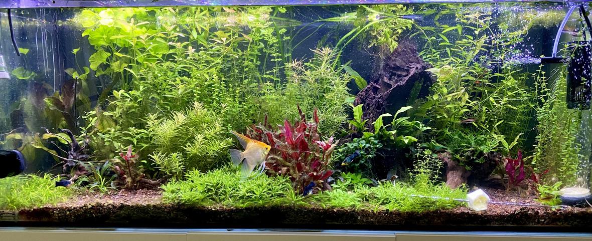 63 gallons planted tank (mostly live plants and fish) - 63 gallon