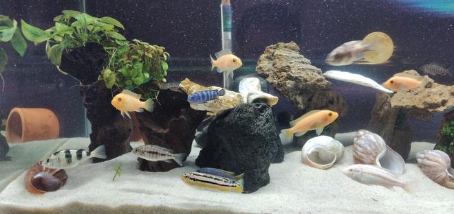 55 gallons freshwater fish tank (mostly fish and non-living decorations) - MI ACUARIO DE CICLIDOS AFRICANOS