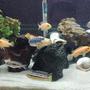 55 gallons freshwater fish tank (mostly fish and non-living decorations) - MI ACUARIO DE CICLIDOS AFRICANOS