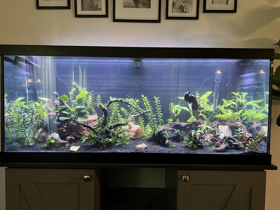 75 gallons planted tank (mostly live plants and fish) - 75g planted blue ram aquarium