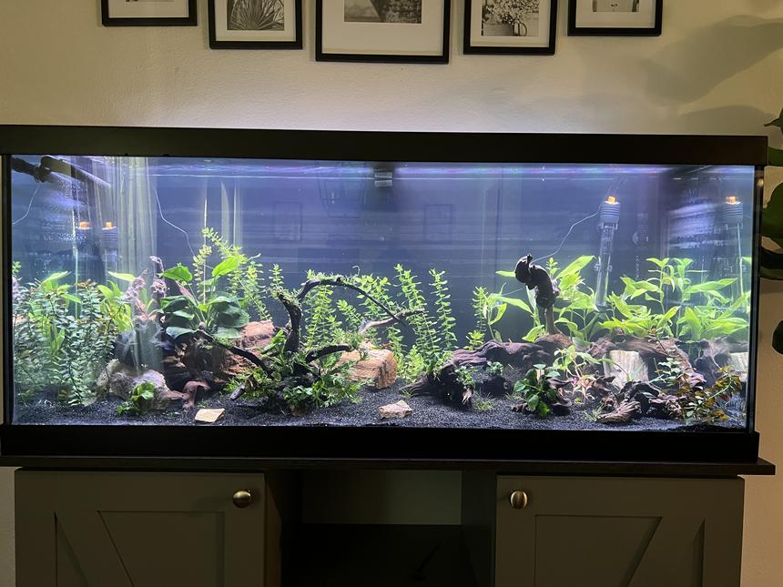Rated #14: 75 Gallons Planted Tank - 75g planted blue ram aquarium