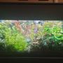 75 gallons planted tank (mostly live plants and fish) - My tank