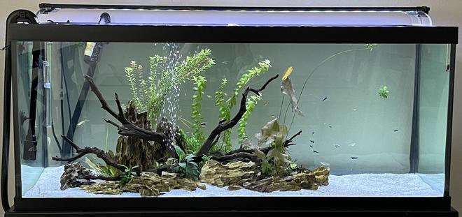 60 gallons planted tank (mostly live plants and fish) - Underwater Island