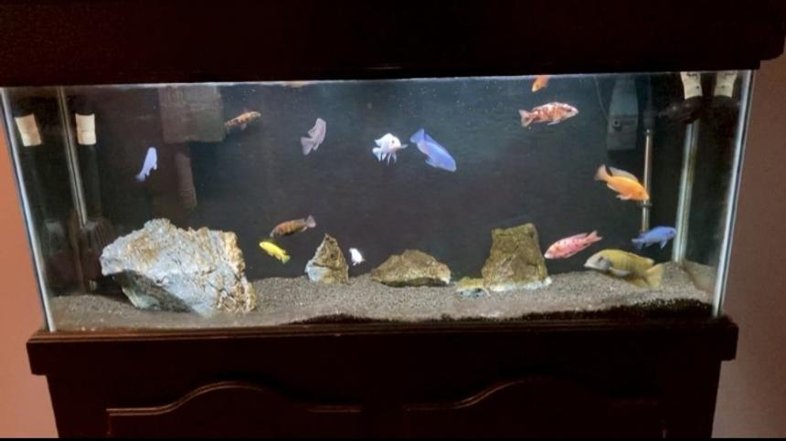 Rated #13: 55 Gallons Freshwater Fish Tank - 55 Gallon