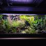 40 gallons planted tank (mostly live plants and fish) - 40g planted
