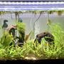 17 gallons planted tank (mostly live plants and fish) - Simon & the Cosmics