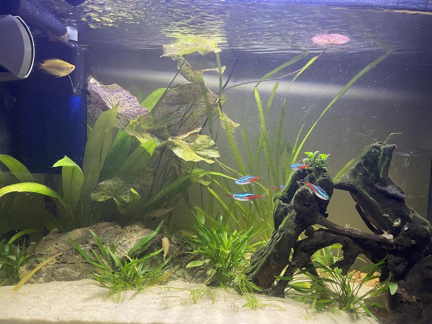 Rated #27: 20 Gallons Planted Tank - Hi