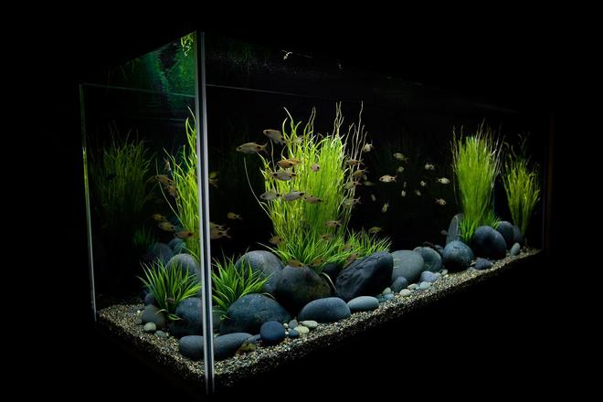 10 gallons freshwater fish tank (mostly fish and non-living decorations) - Freshwater Tank has non-living decorations