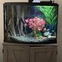 36 gallons freshwater fish tank (mostly fish and non-living decorations) - 36 gal tank