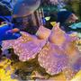 fish tank picture - Squamosa Giant Clam was added after my tank mature for couple of months
