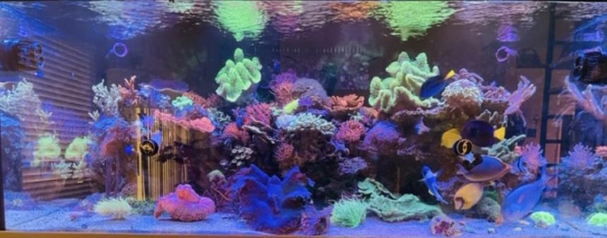 Rated #3: 200 Gallons Reef Tank - Approximately a year old. I combined two small tanks 90 gallons and 54 gallons into one. The outcome has been phenomenal the fish fish has a larger room to roam around. It has given me lots pleasure moment when i come from work and see my beautiful tank from a hard day at work. Enjoy!