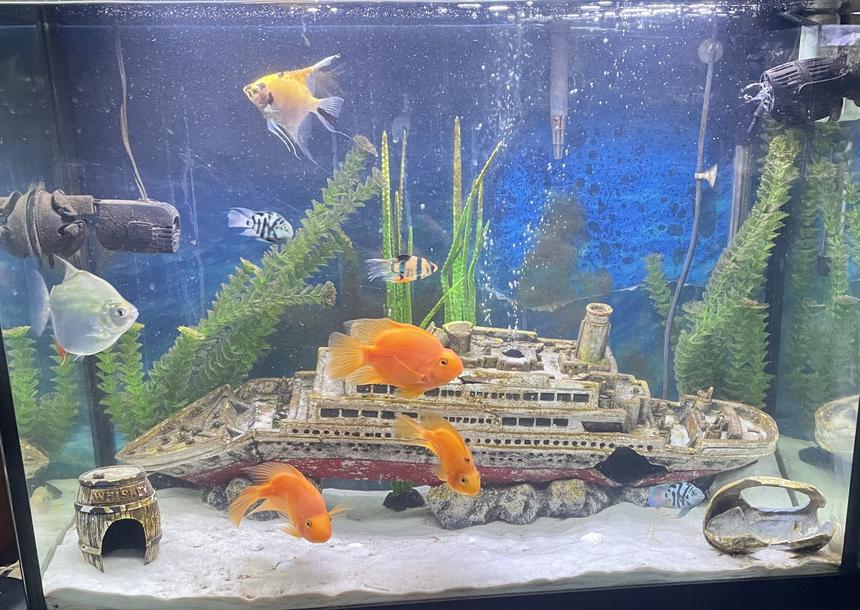Rated #9: 37 Gallons Freshwater Fish Tank - Thunder38`s sunken ship tank!