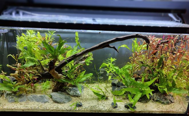 34 gallons planted tank (mostly live plants and fish) - didn't really have a plan when designing it, just kinda started placing and planting and it worked out awesomly. The small rocks in the front are an attempt to propagate my java ferns for use in another tank they aren't supposed to be there.