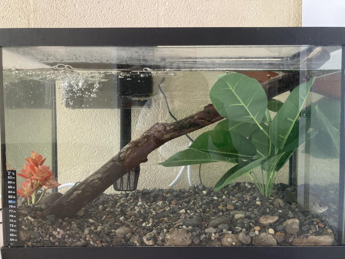 20 gallons freshwater fish tank (mostly fish and non-living decorations) - Here you go