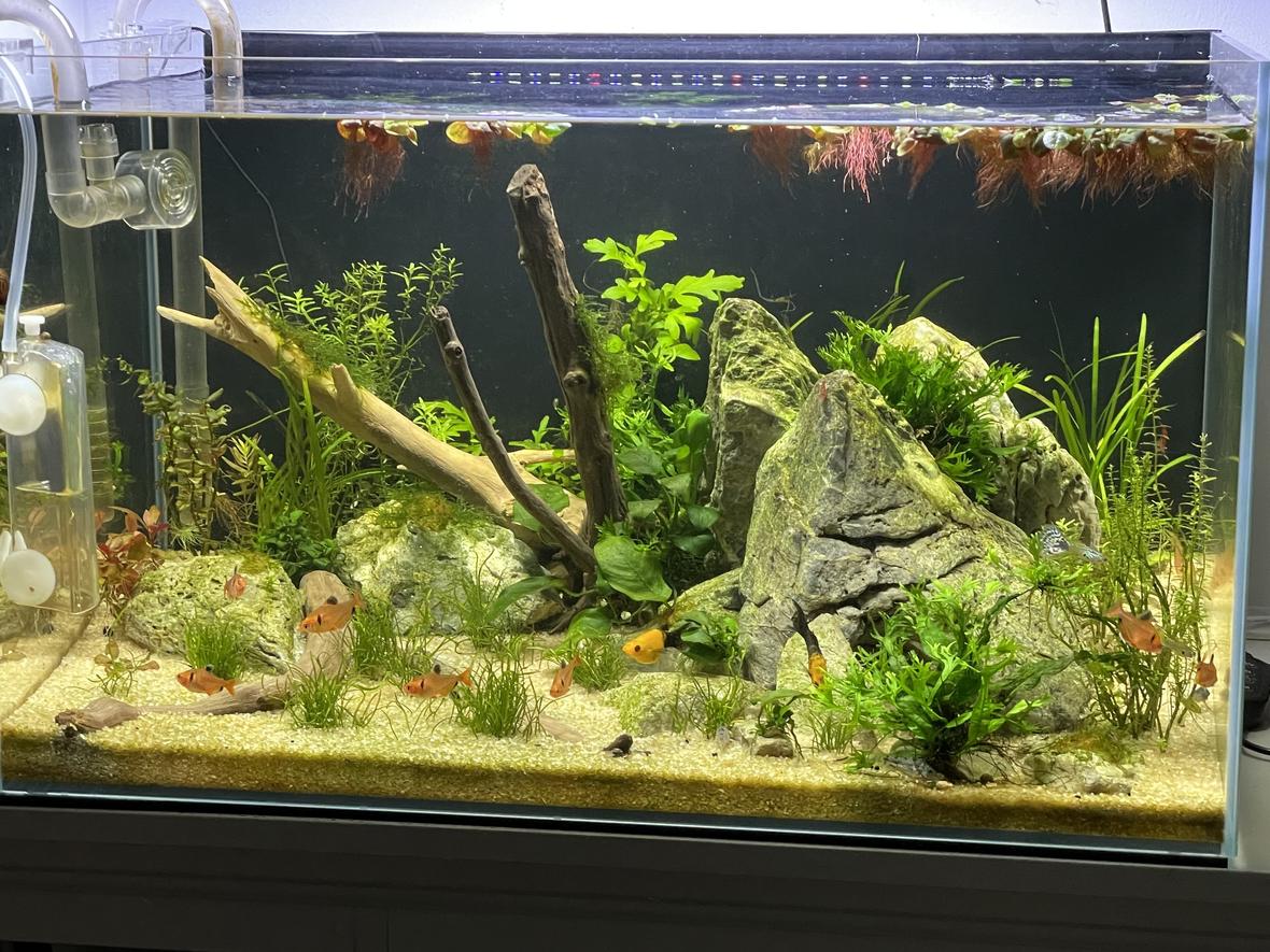 20 gallons planted tank (mostly live plants and fish) - 20g freshwater planted tank