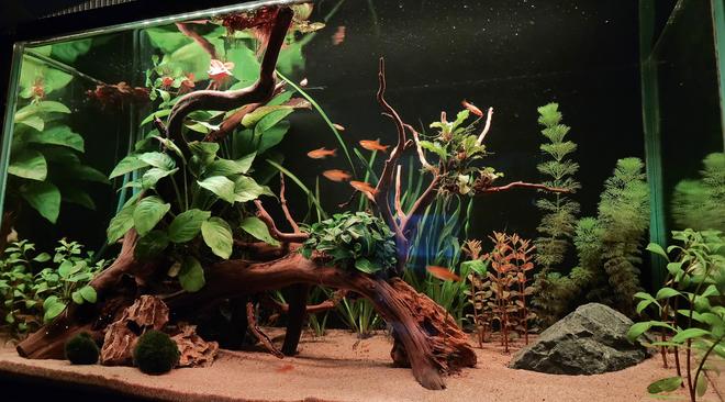 15 gallons planted tank (mostly live plants and fish) - Simple 15g tank, sand substrate only. Patiently waiting for the plants to grow! (Except for the anubias taken from an old tank) Vals, ambulia, nana petite, rotala, ludiwgia repens, ludwigia sp pink, moss balls, red root floaters, using fluval root tabs and thrive c liquid ferts. Inhabitants includes Ember tetras, Golden white cloud minnows, CPD, Corydoras Habrosus, Otos, Amano shrimps and a nerite snail. :)