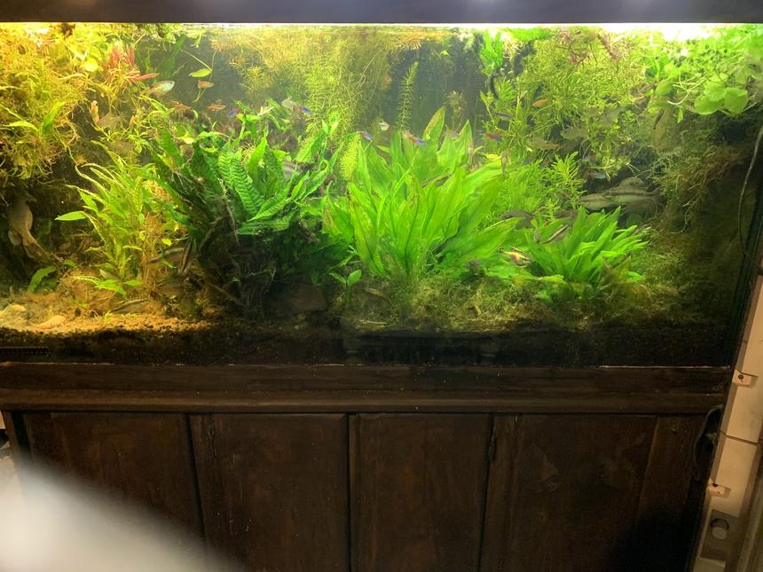 Rated #29: 90 Gallons Planted Tank - Ken`s Planted Window of Heaven