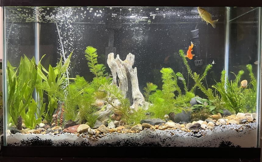 Rated #36: 29 Gallons Planted Tank - Underwater tree of life