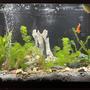 29 gallons planted tank (mostly live plants and fish) - Underwater tree of life