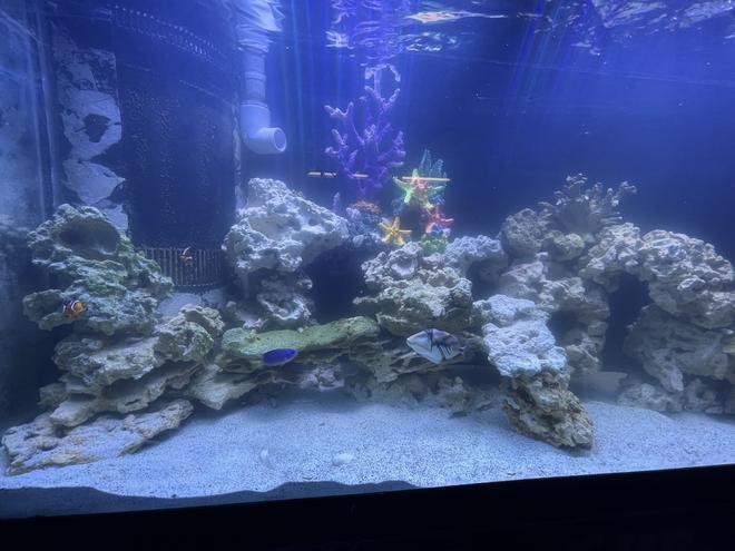 90 gallons saltwater fish tank (mostly fish, little/no live coral) - My personal ocean