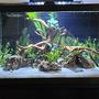 40 gallons planted tank (mostly live plants and fish) - Planted 40 gallon breeder