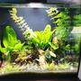 fish tank picture - Rescape planted fluvel flex 57 litrs