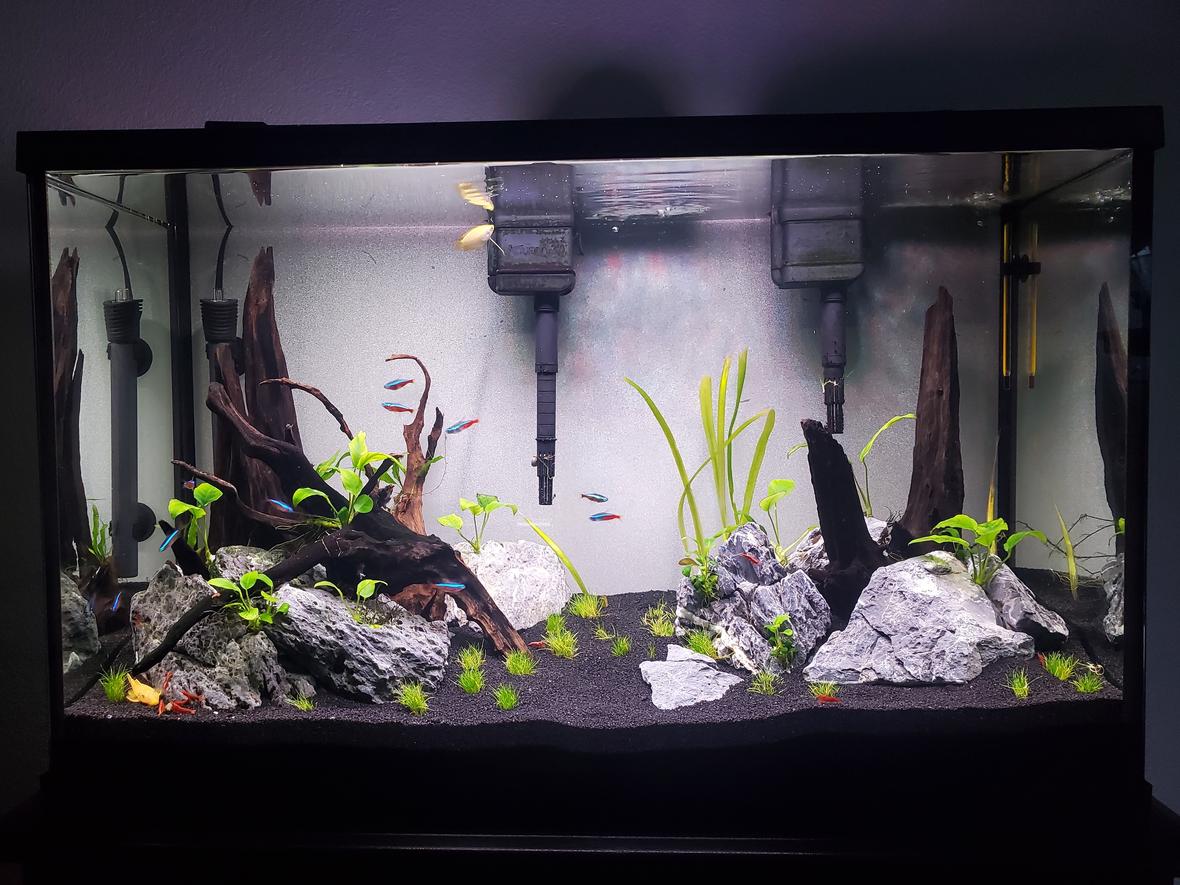 29 gallons planted tank (mostly live plants and fish) - Newly Rescaped 29 Gallon