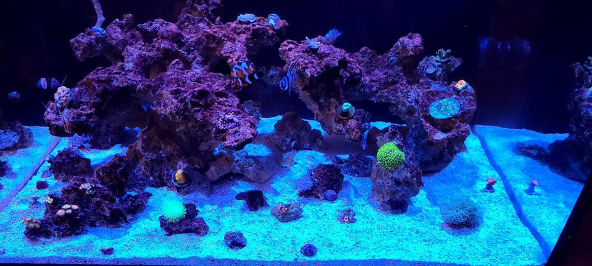 Rated #4: 75 Gallons Reef Tank - My new reef tank!