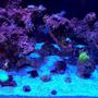 75 gallons reef tank (mostly live coral and fish) - My new reef tank!
