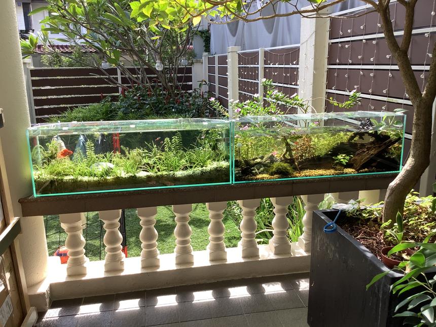 Rated #17: 15 Gallons Planted Tank - my terrapin and community tank