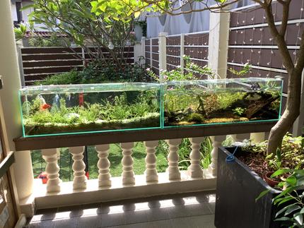 15 gallons planted tank (mostly live plants and fish) - my terrapin and community tank