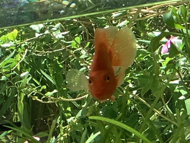 freshwater fish stocking in 15 gallons tank - red parrot cichlid