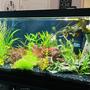 75 gallons planted tank (mostly live plants and fish) - Front view