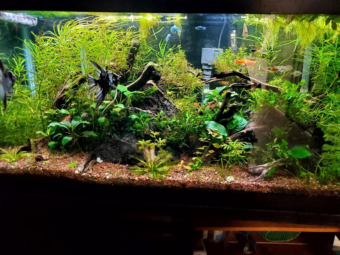 75 gallons planted tank (mostly live plants and fish) - 75 gal Budget Tank