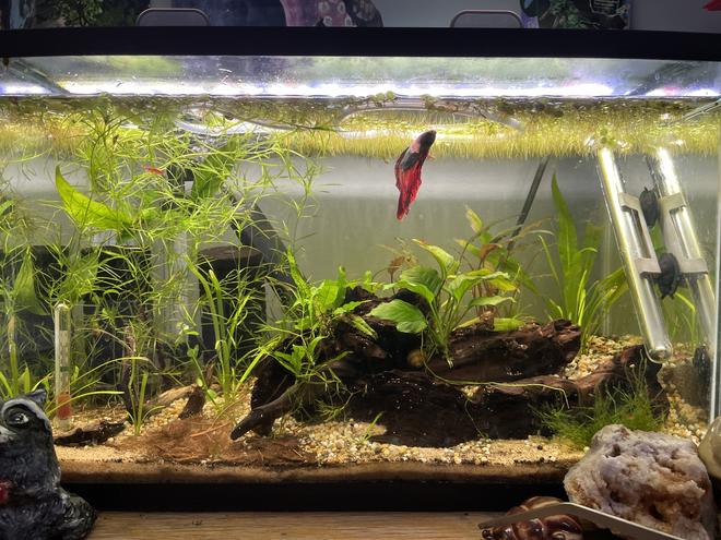 10 gallons planted tank (mostly live plants and fish) - Heres my ten gallon tank! 1 betta and 10-15 cherry shrimp (he`s a very peaceful betta)