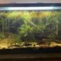 fish tank picture - My other ten gallon, I want to add more rooted plants. It has an algae problem unfortunately