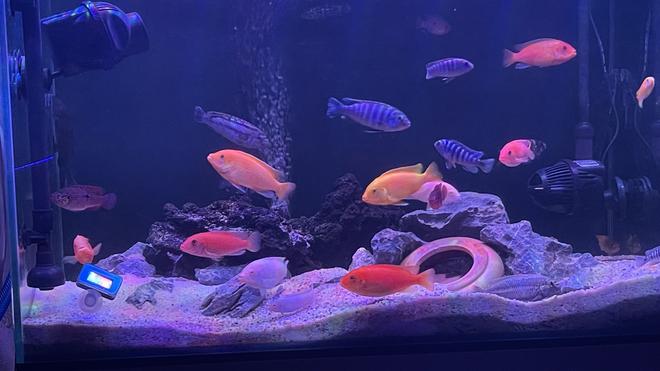 freshwater fish stocking in 40 gallons tank - My African Cichlids Tank