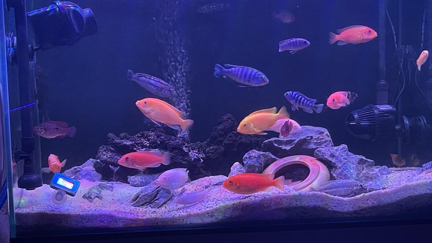 Rated #5: Freshwater Fish Stocking In 40 Gallons Tank - My African Cichlids Tank