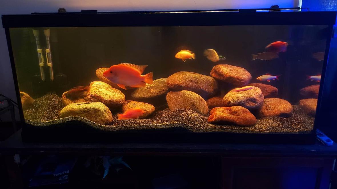 75 gallons freshwater fish tank (mostly fish and non-living decorations) - 75 African Cichlid