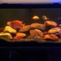 75 gallons freshwater fish tank (mostly fish and non-living decorations) - 75 African Cichlid