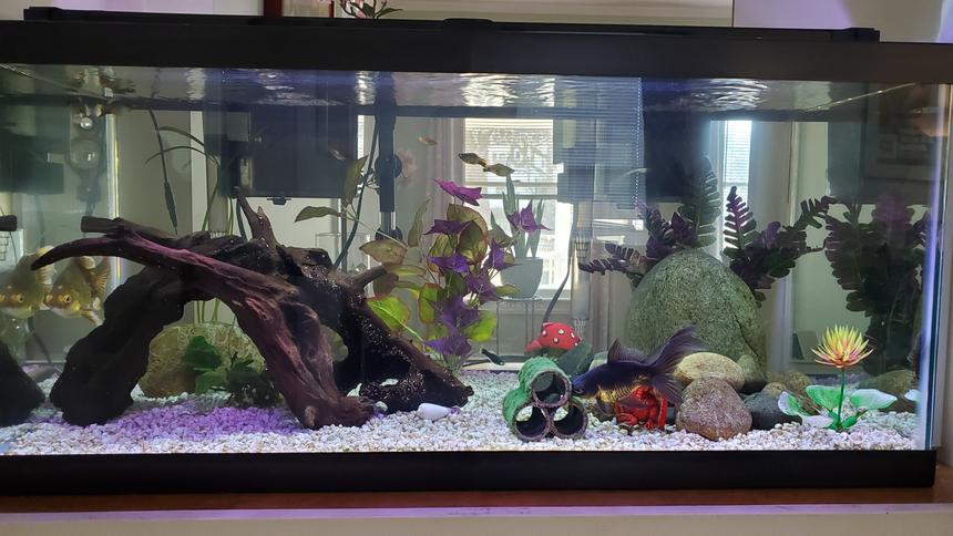 Rated #5: 40 Gallons Freshwater Fish Tank - 40 gallon goldfish tank.