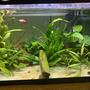 20 gallons planted tank (mostly live plants and fish) - planted 15 gallon betta tank