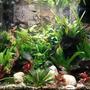 26 gallons planted tank (mostly live plants and fish) - 2 years established