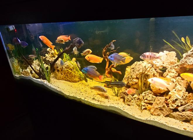 125 gallons freshwater fish tank (mostly fish and non-living decorations) - another view