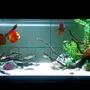 125 gallons freshwater fish tank (mostly fish and non-living decorations) - Looking fishy