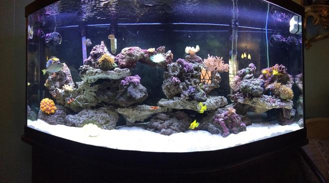 150 gallons saltwater fish tank (mostly fish, little/no live coral) - The good life