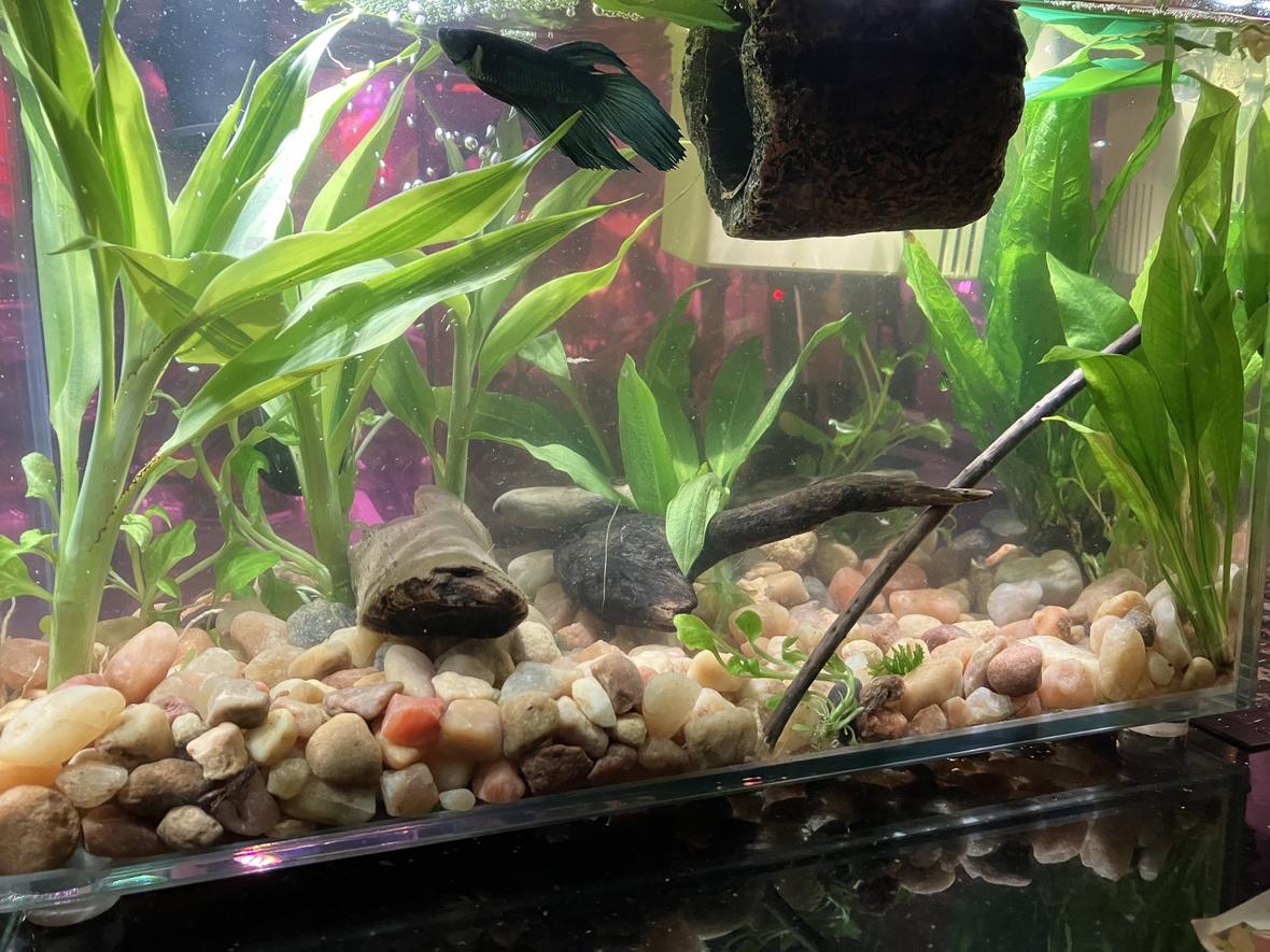 3 gallons planted tank (mostly live plants and fish) - One day his home will be bigger