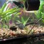 3 gallons planted tank (mostly live plants and fish) - One day his home will be bigger
