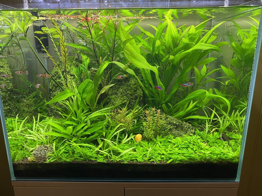 Rated #10: 60 Gallons Planted Tank - 1 yr progress. Needs a trim