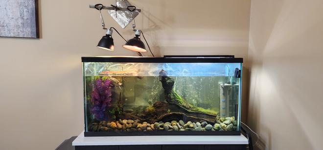 60 gallons freshwater fish tank (mostly fish and non-living decorations) - Diamondback Tank